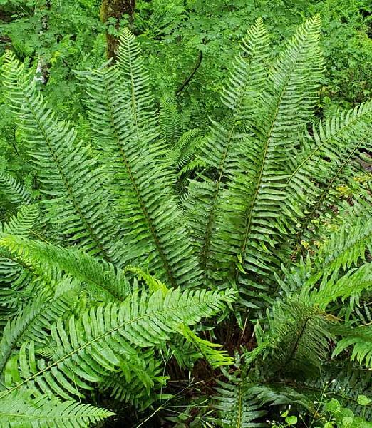 Polystichum munitum